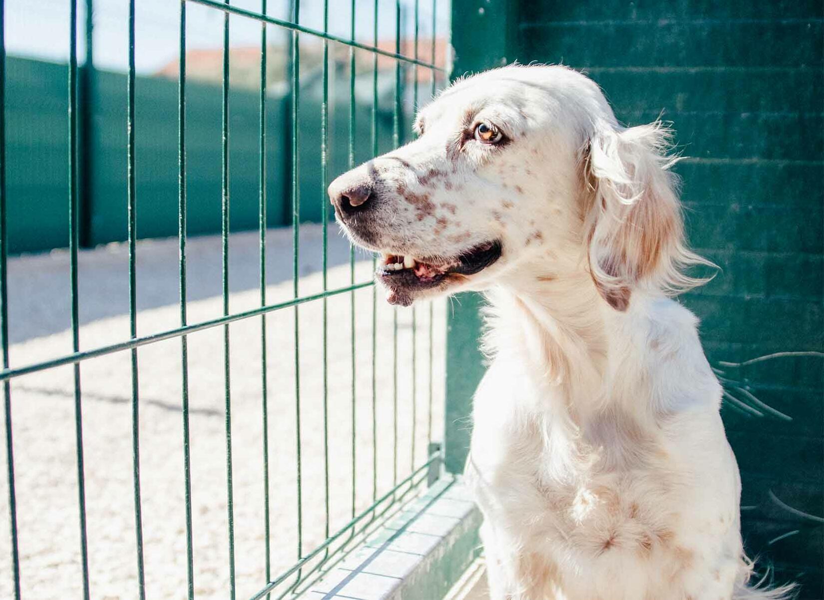 Hund hinter Gittern in einem Shelter