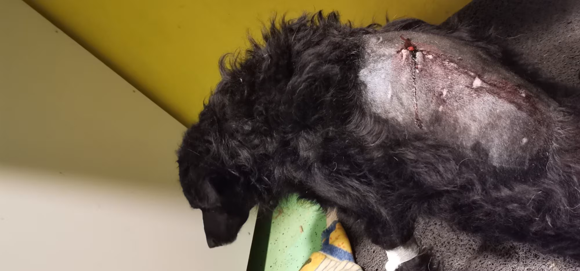 Hope in der Klinik Zagreb